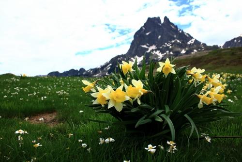 Daffodil with Pic du Midi d'Ossao behind